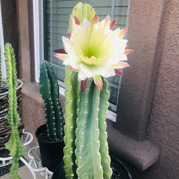 Meet your Posher, Concepcion - Picture 2 of 4